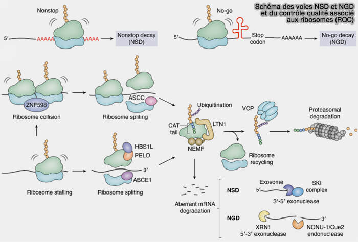Schéma des voies NSD et NGD et du contrôle qualité associé aux ribosomes (RQC)