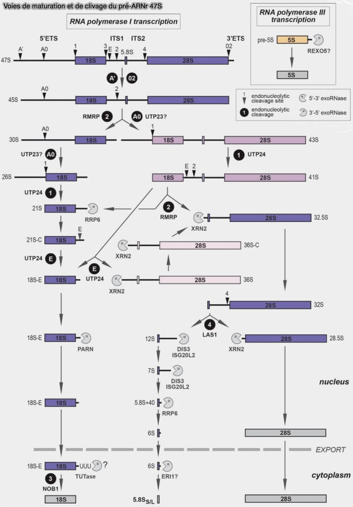 Voies de maturation et clivage du pré-ARNr 47S