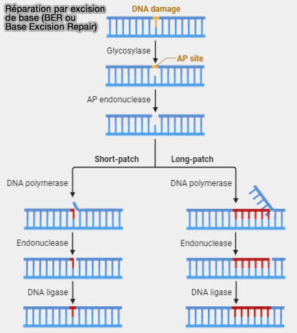 Mécanisme de réparation par excision de base (BER) 
