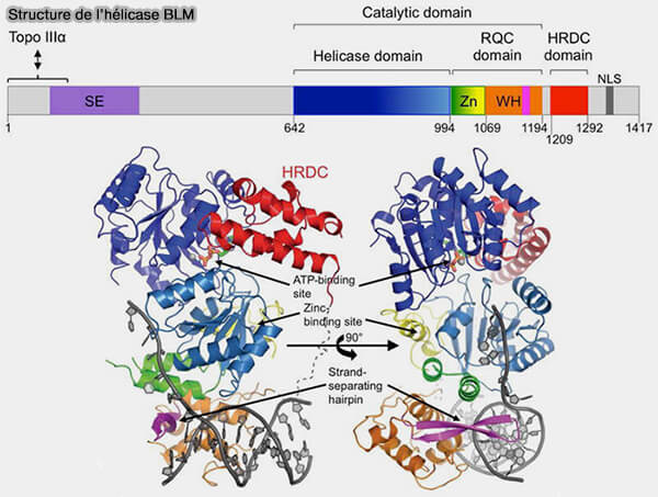 Structure de l'hélicase BLM