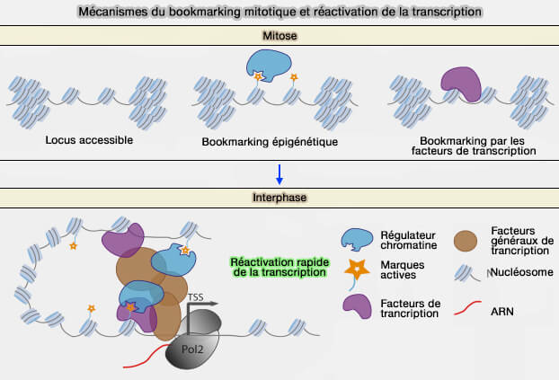 Mécanismes du bookmarking mitotique et réactivation de la transcription