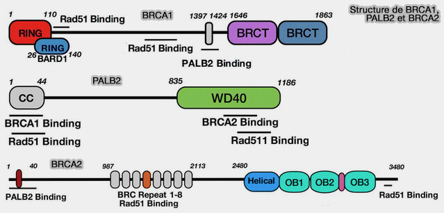Structures de BRCA1, PALB2 et BRCA2