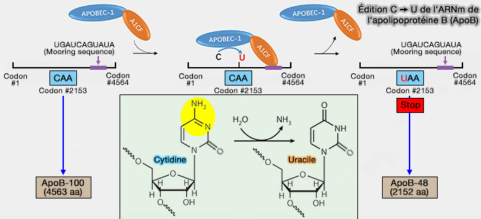 Édition C → O de l'ARNm de l'apolipoprotéine B (ApoB)