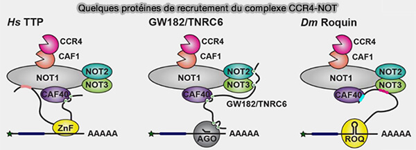 Quelques protéines de recrutement du complexe CCR4-NOT