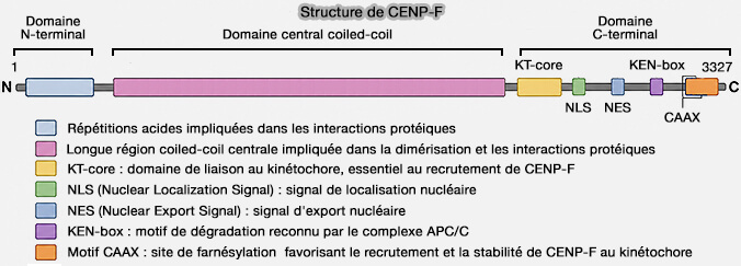 Structure de CENP-F