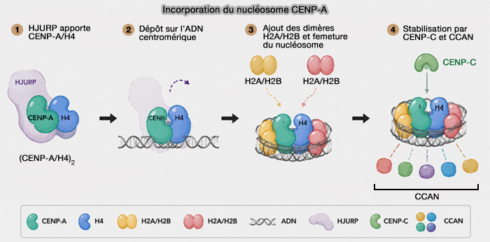 Incorpration du nucléosome CENP-A