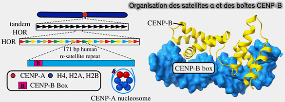 Organisation des satellites α et des boîtes CENP-B