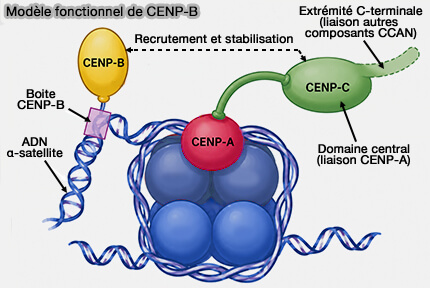 Modèle fonctionnel de CENPB