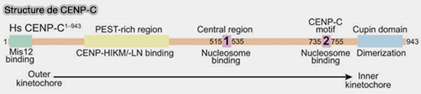 Structure de CENP-C