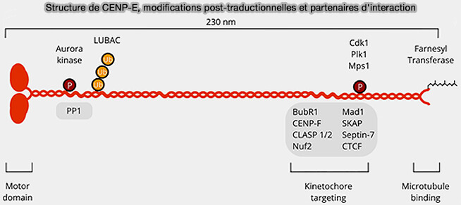 Structure de CENP-E, modifications post-traductionnelles et partenaires d'interaction
