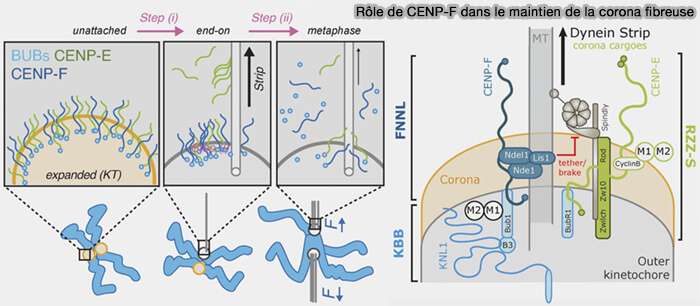 Rôle de CENP-F dans le maintien de la corona fibreuse
