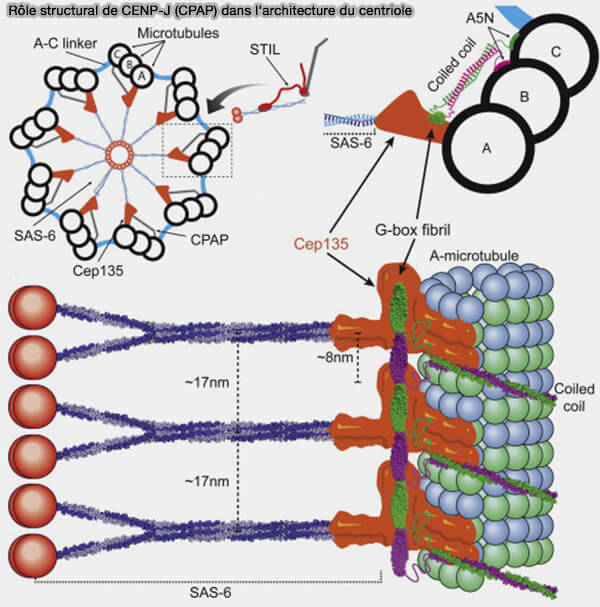 Rôle structural de CENP-J (CPAP) dans l'architecture du centriole