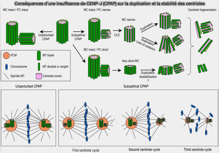 Conséquences d'une insuffisance de CENP-J (CPAP) sur la duplication et la stabilité des centrioles