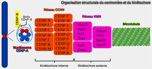 Organisation structurale du centromère et du kinétochore