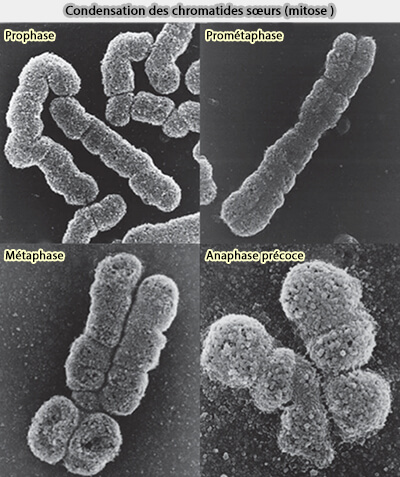 Chromatides soeurs (mitose)