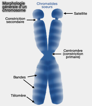 Morphologie générale d'un chromosome