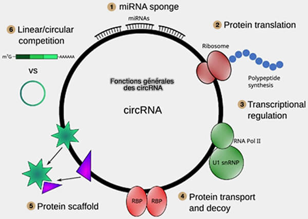 Fonctions générales des circRNA