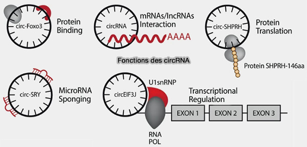 Les multiples fonction du lncRNA Xist