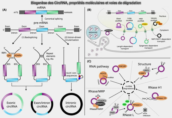 Biogenèse des CircRNA, propriétés moléculaires et voies de dégradation