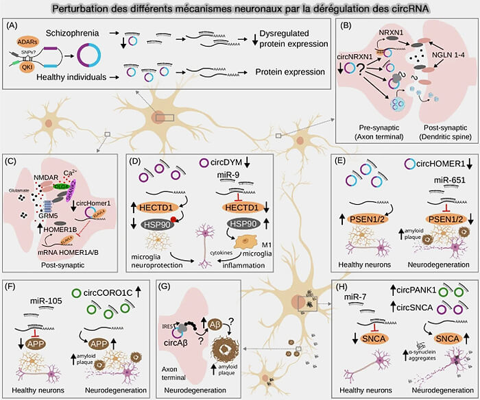 Perturbation des différents mécanismes neuronaux par la dérégulation des circRNA