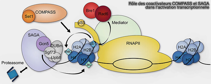 Rôle des coactivateurs COMPASS et SAGA dans l’activation transcriptionnelle