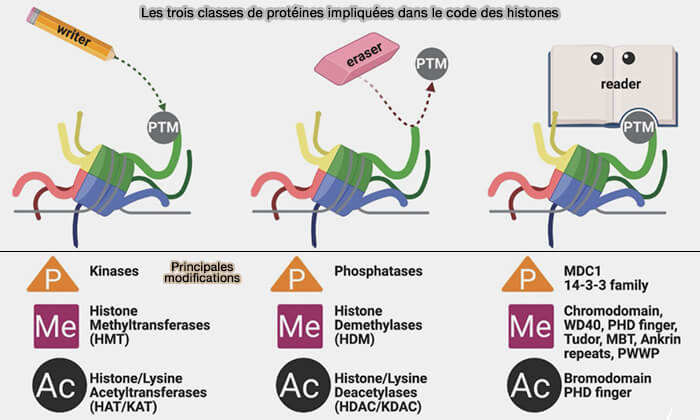 Les trois classes de protéines impliquées dans le code des histones