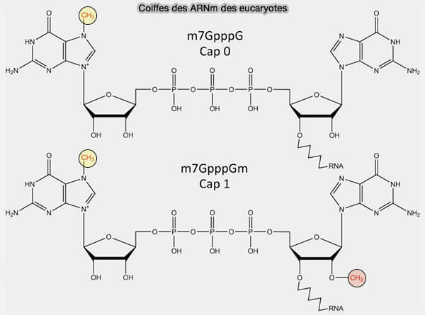 Coiffes des ARNm des eucaryotes