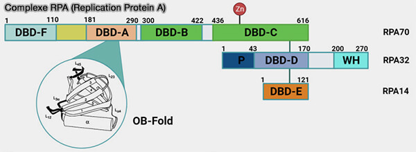 RPA (Replication Protein A)
