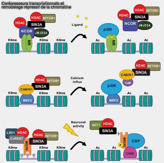 Corépresseurs transcriptionnels et remodelage répressif de la chromatine