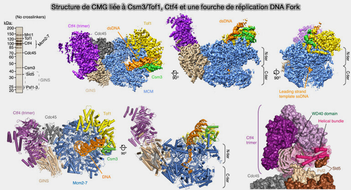 Structure de CMG liée à Csm3/Tof1, Ctf4 et une fourche de réplication DNA Fork