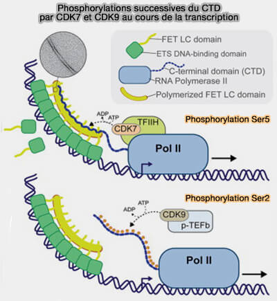 Phosphorylations du CTD de l'ARN polymérase II