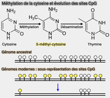 Méthylation de la cytosine et évolution des sites CpG