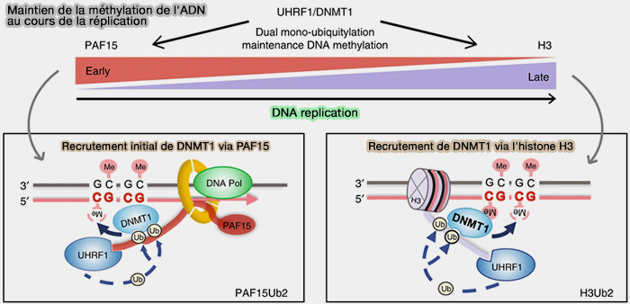 Maintien de la méthylation de l'ADN au cours de la réplication