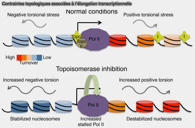 Contraintes topologiques associées à l’élongation transcriptionnelle