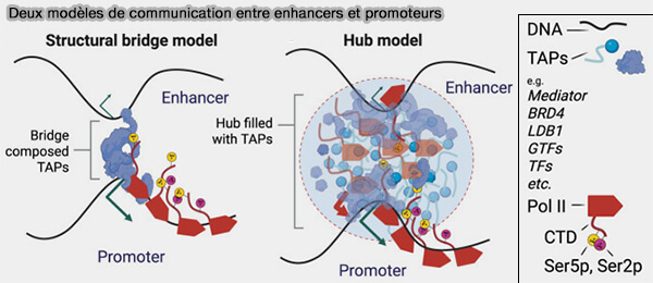 Deux modèles de communication entre enhancers et promoteurs