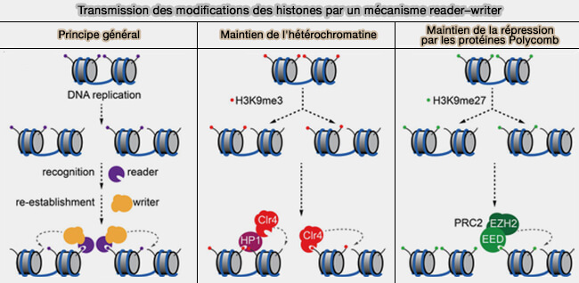 Transmission des modifications des histones par un mécanisme reader–writer