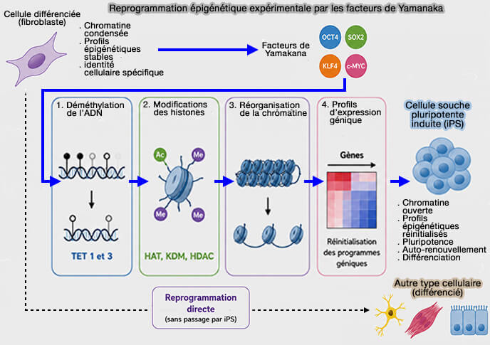 Reprogrammation épigénétique expérimentale par les facteurs de Yamanaka 