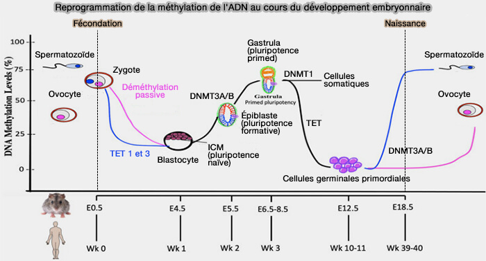 Reprogrammation de la méthylation de l'ADN au cours du développement embryonnaire