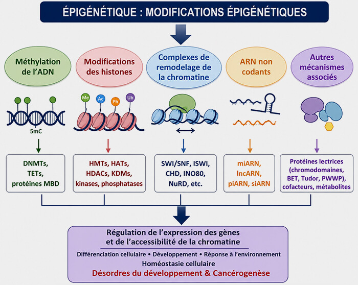 Modifications épigénétiques