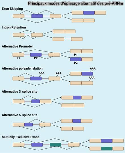 Principaux modes d’épissage alternatif des pré-ARNm