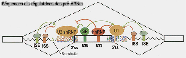 Séquences cis-régulatrices des pré-ARNm