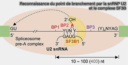 Reconnaissance du point de branchement