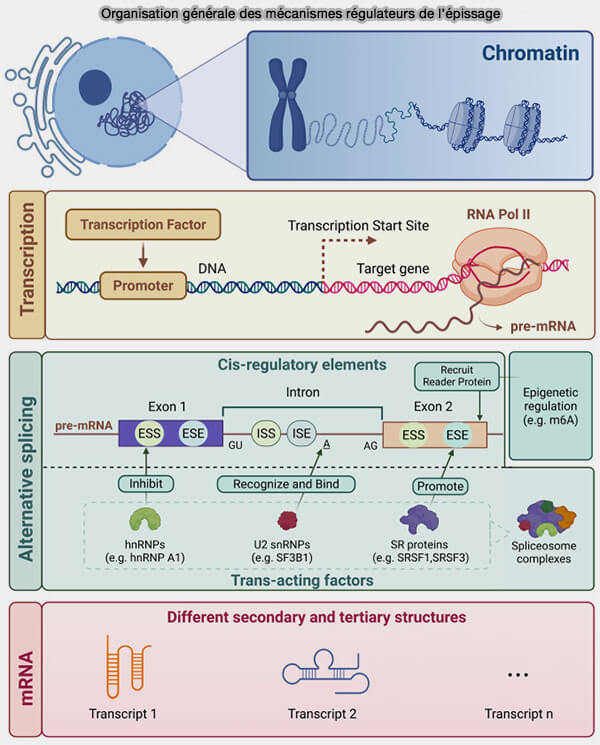 Épissage du pré-ARM par le spiceosome majeur