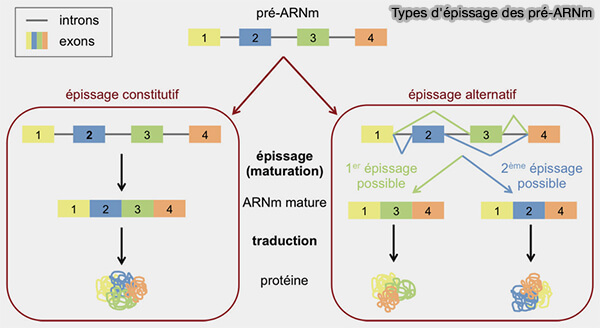 Types d'épissage des pré-ARNm