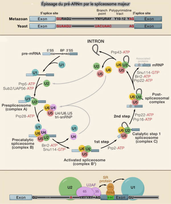 Épissage du pré-ARM par le spiceosome majeur
