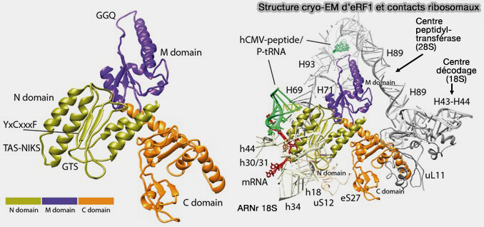Structure cryo-EM d’eRF1 et contacts ribosomaux 