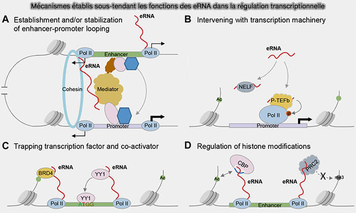 Mécanismes établis sous-tendant les fonctions des eRNA dans la régulation transcriptionnelle