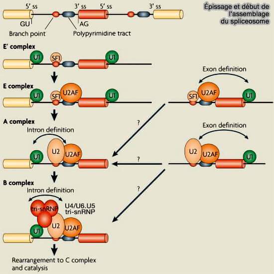 Épissage et début de l’assemblage du spliceosome