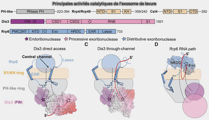 Principales activités catalytiques de l'exosome de la levure