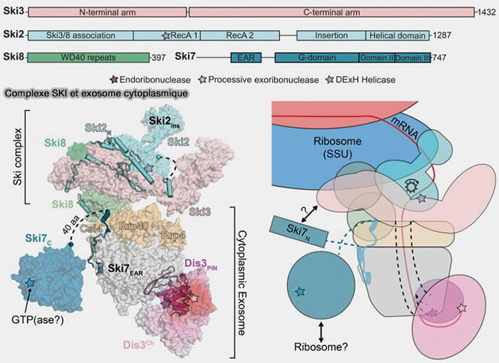 Complexe SKI et exosome cytoplasmique
